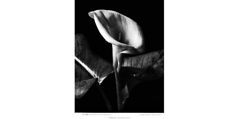 Fratelli Alinari, "Calla Aethiopica" (Botanical Garden, Florence), before 1896, silver gelatin on glass plate negative, Alinari Archives - Alinari archive, Florence
