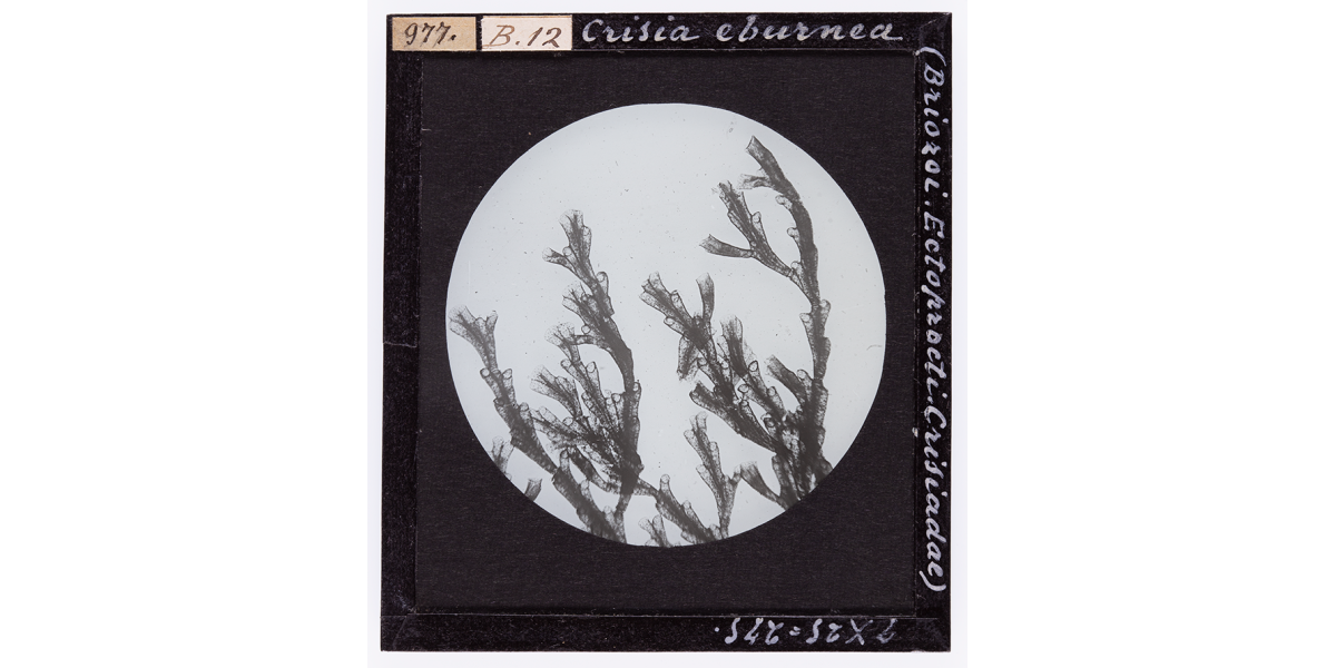 Giorgio Roster, Crisia eburnea (Briozoi. Ectoprocti.Crisiadae), aprile 1914, fotomicrografia, 8 x 9 cm, Archivi Alinari-archivio Roster, Firenze