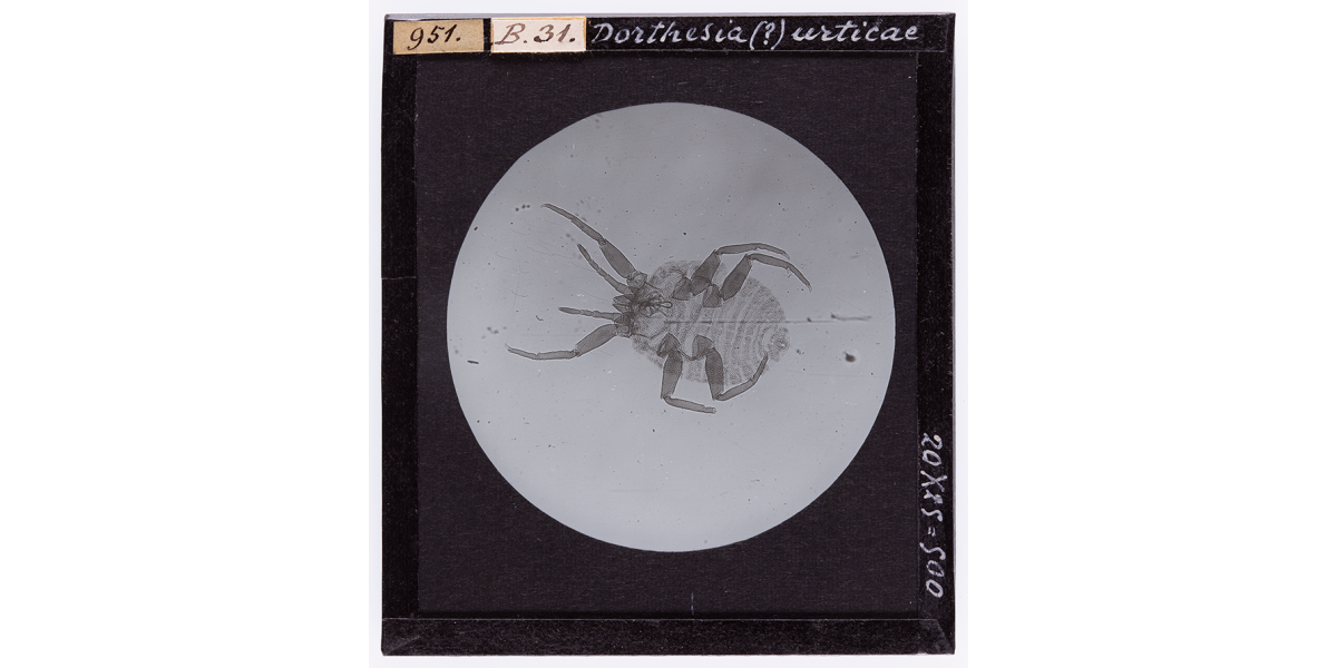 Giorgio Roster, Microscopic enlargment of 'Dorthesia Urticante', 1914, microphotography, 8 x 9 cm, Alinari Archives, Roster archive, Florence