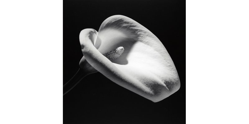 Robert Mapplethorpe, Calla Lily, 1984, silver gelatin print, Courtesy The Robert Mapplethorpe Foundation