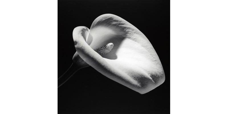 Robert Mapplethorpe, Calla Lily, 1984, stampa alla gelatina sali d'argento, Courtesy The Robert Mapplethorpe Foundation