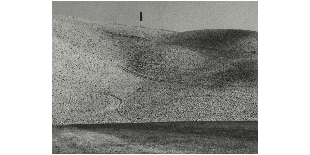 Vincenzo Balocchi, Cypress, Volterra (Pisa), 1955-1965, gelatin bromide silver print on paper, Alinari Archives-Balocchi archive, Florence