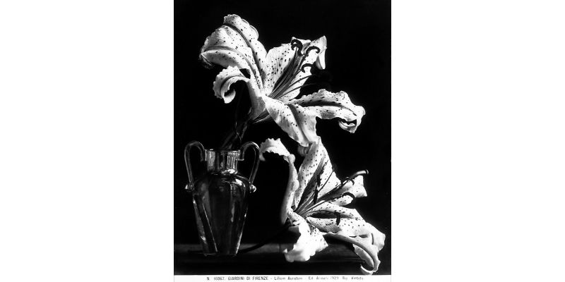 Fratelli Alinari, "Lilium Auratum" (Giardini di Firenze), ante 1896, negativo alla gelatina sali d’argento su vetro, Archivi Alinari - Archivio Alinari, Firenze