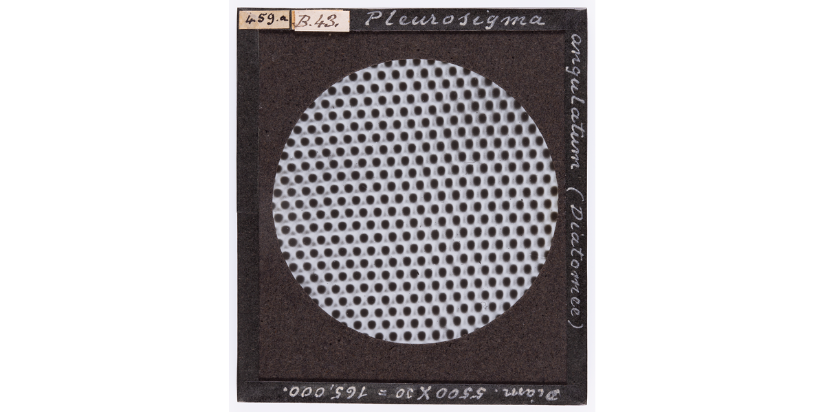 Giorgio Roster, Pleurosigma angulatum, belonging to the Diatomea class, enlarged under a microscope, April 1893, microphotography, 8 x 9 cm, Alinari Archives- Roster archive, Florence
