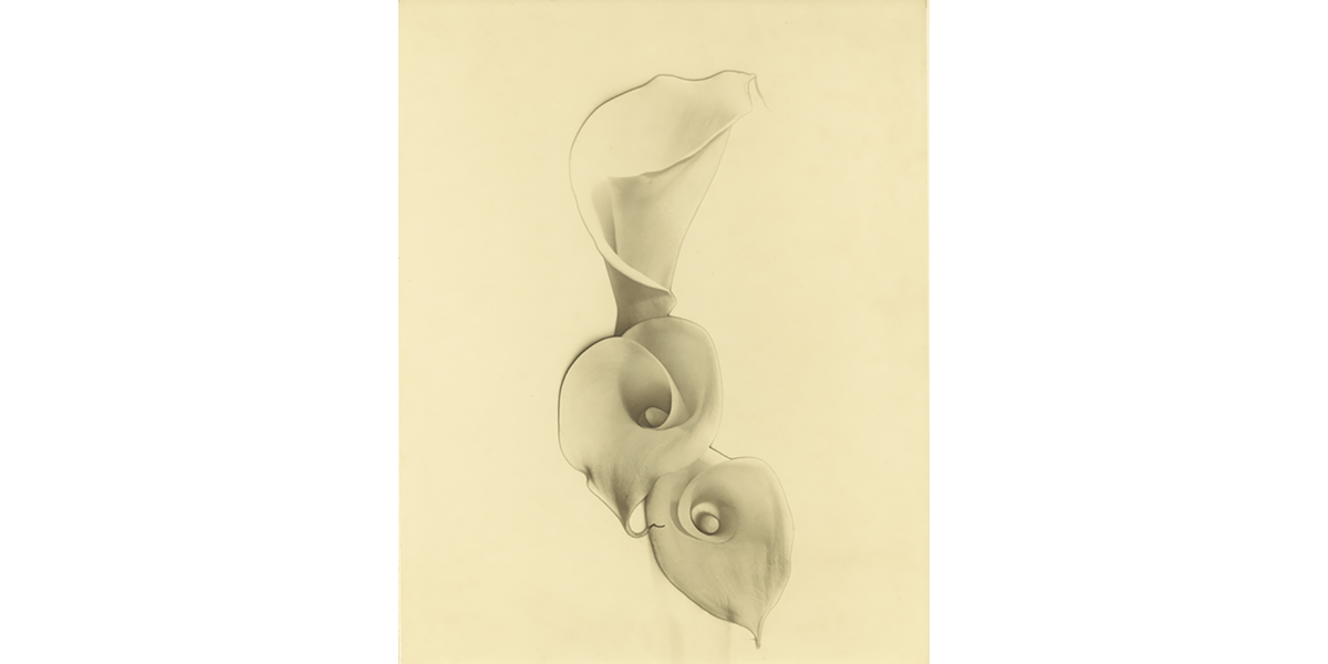 Carlotte M. Corpron, "Solarized Calla Lilies", 1948, gelatin silver print , 350x275 mm, Alinari Archives-Palazzoli collection, Florence