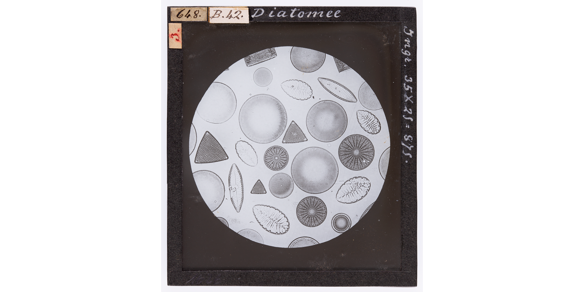 Giorgio Roster, Kinds of Diatomea, May 1895, microphotography, 8 x 9 cm, Alinari Archives- Roster archive, Florence