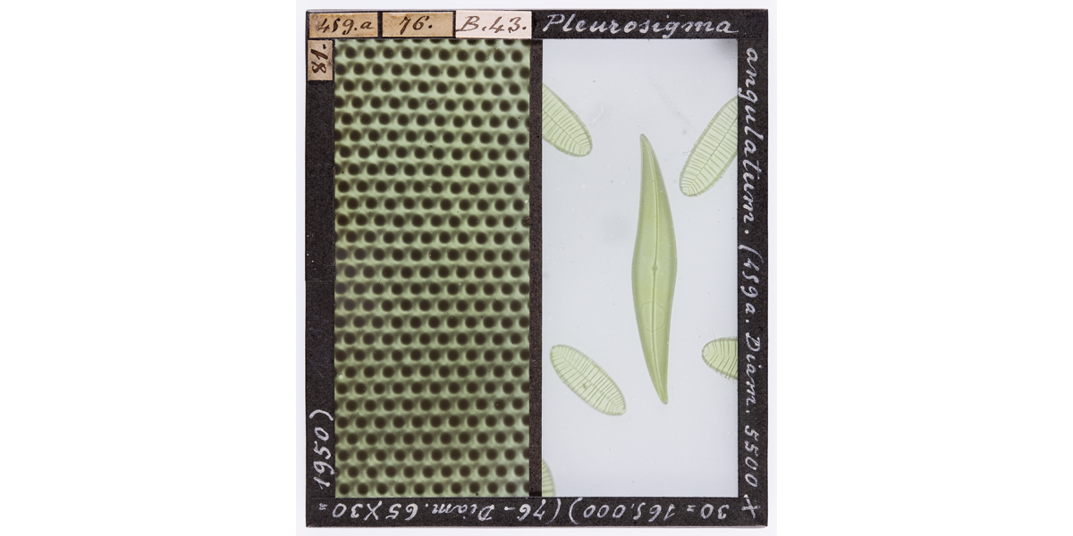 Giorgio Roster, Pleurosigma angulatum magnified under the microscope, April 1893, microphotography, 8 x 9 cm, Alinari Archives- Roster archive, Florence
