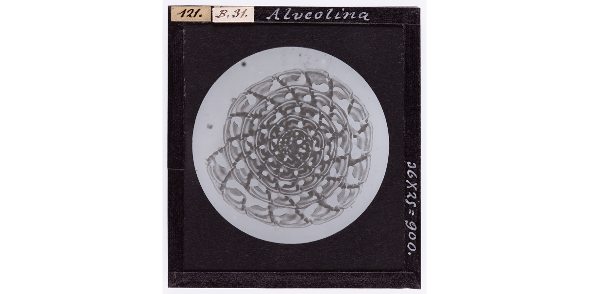 Giorgio Roster, Alveolina, 1888, fotomicrografia, 8 x 9 cm, Archivi Alinari-archivio Roster, Firenze