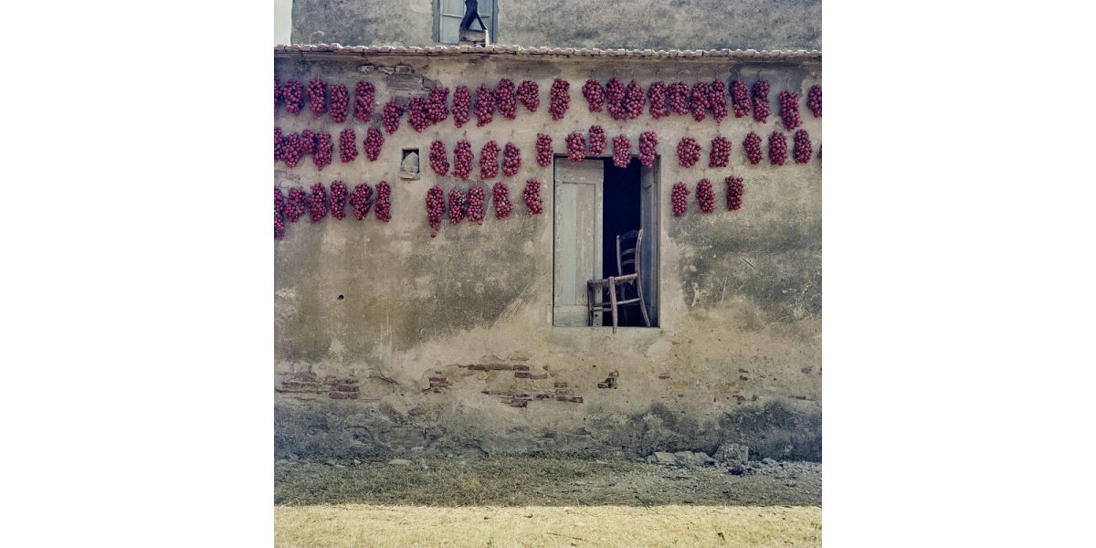 Vincenzo Balocchi, Essiccazione di pomodori sulla facciata di una casa a Cecina, settembre 1962, pellicola in acetato di cellulosa alla gelatina sali d’argento a colori, 6 x 6 cm, Archivi Alinari-archivio Balocchi, Firenze