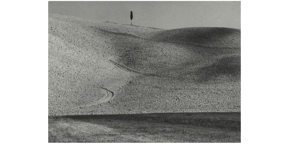 Vincenzo Balocchi, Cypress, Volterra (Pisa), 1955-1965, gelatin bromide silver print on paper, Alinari Archives-Balocchi archive, Florence