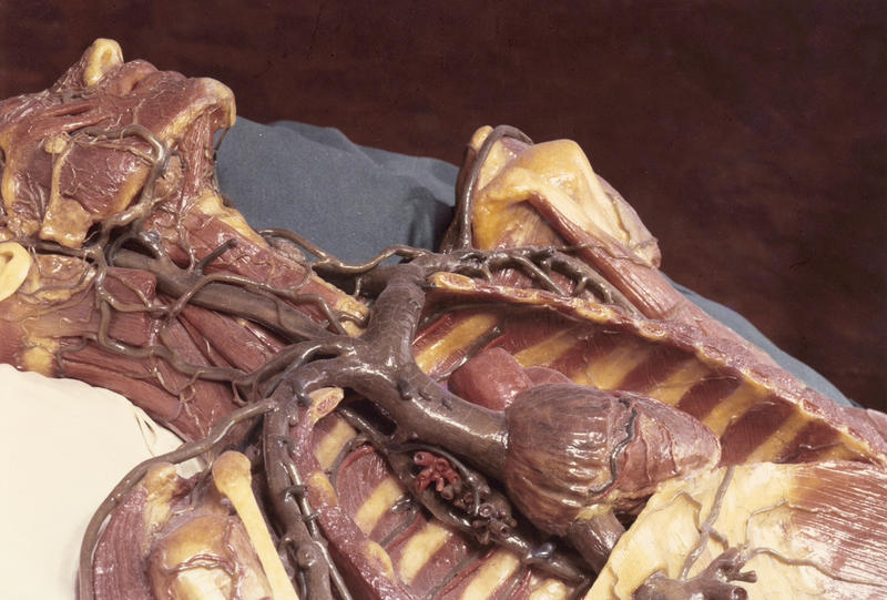 Achille Villani, Sistema circolatorio in un modello in cera, Museo di Storia Naturale sezione di zoologia "La Specola”, Firenze, stampa a colori, 1950-1960, Archivi Alinari-archivio Villani, Firenze